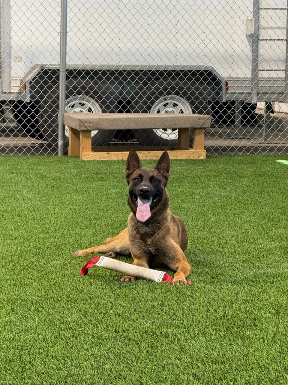 Belgian Malinois K9 training area with turf and hardscape elements at Avondale Sheriff's Office